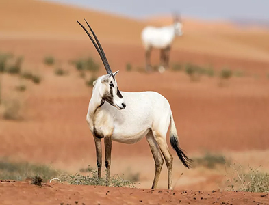 Arabian Oryx